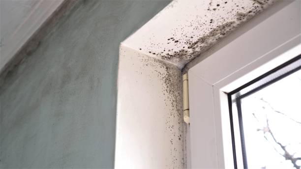 Best Mold Removal Process  in Banning, CA
