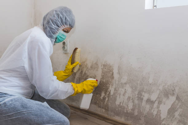 Best Black Mold Removal  in Banning, CA
