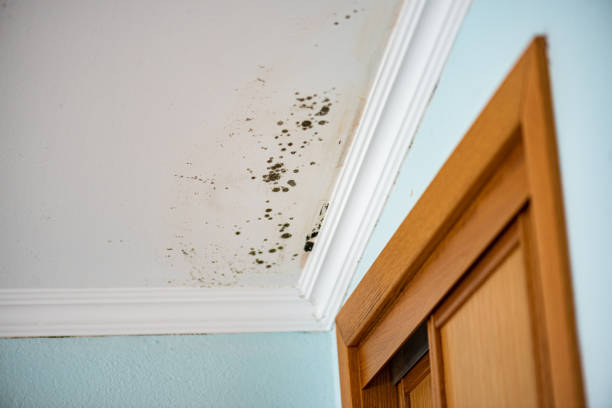 Best Same-Day Mold Removal  in Banning, CA
