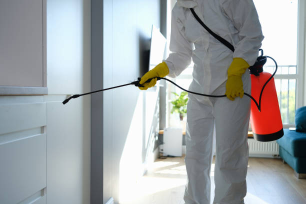 Mold Removal Process in Banning, CA