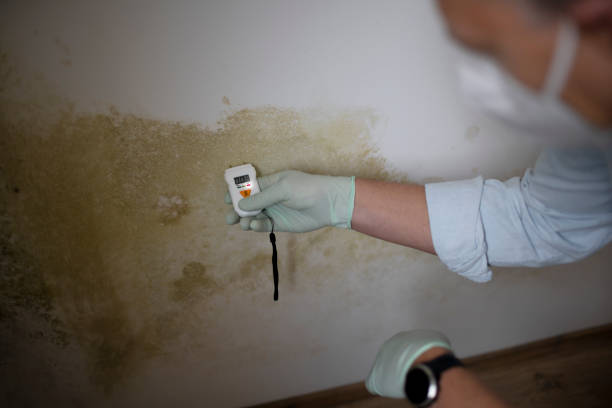 Office Mold Removal Services in Banning, CA
