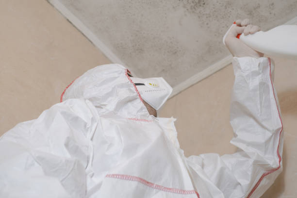 Best Toxic Mold Removal  in Banning, CA