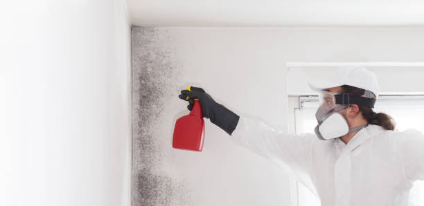 Banning, CA Mold Removal Company