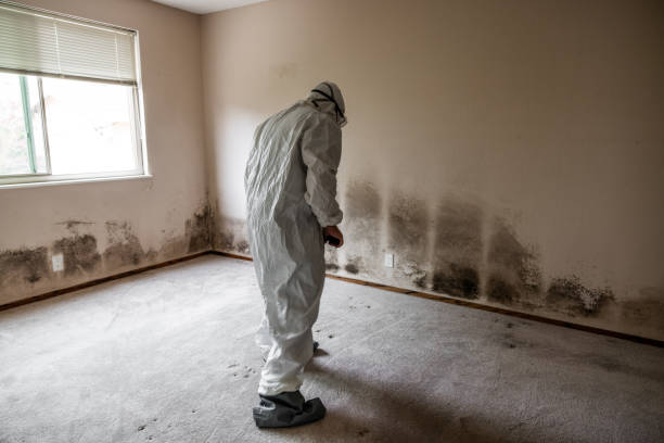 Best Mold Damage Repair  in Banning, CA
